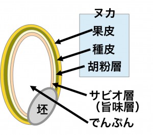 米の構造