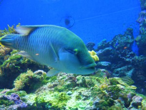 DSCF1317 のコピー