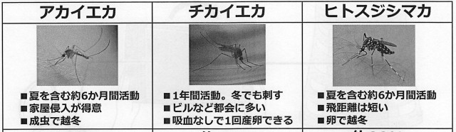 日本の蚊、3種類